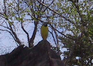 �L�Z�L���C