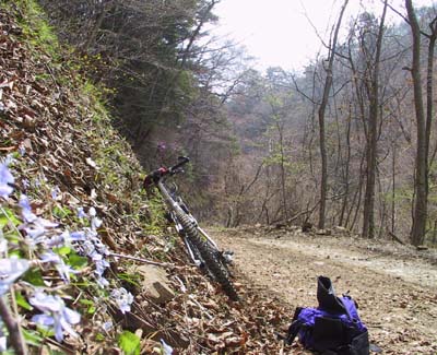 �X�~���݂����ȉ�