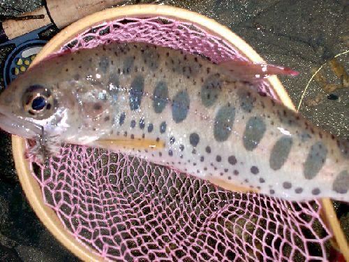 �N������Ȃ̒ނ��Ƃ��ɘA��Ă��āI