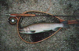 ���т���񂪒ނ����C���i