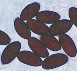 auricomus-spore.jpg (10006 oCg)