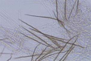 kabairo-stem-seta.jpg (8234 oCg)