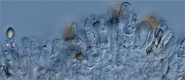 variecolor-sterile.jpg (9211 �o�C�g)