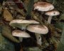 russula.jpg (3206 oCg)