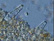 fuscidula-pleuro.jpg (8392 oCg)