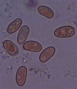 quercina-spore.jpg (6189 oCg)