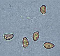cincinnata-spore.jpg (8565 oCg)
