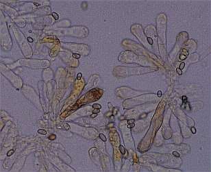 maculata-cheilo.jpg (12335 oCg)