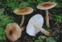 Lepiota-sp2.jpg (2970 oCg)