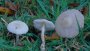 Lepiota-sp3.jpg (2742 oCg)