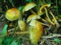 pholiota-sp1.jpg (3815 oCg)