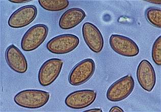 pholiota-sp1-spore.jpg (13933 oCg)