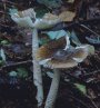 vaginata-var-punctata.jpg (3961 oCg)