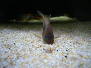 AGlEX