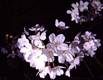 Experiment for cherry blossom