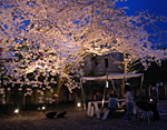 桜のライトアップ事例