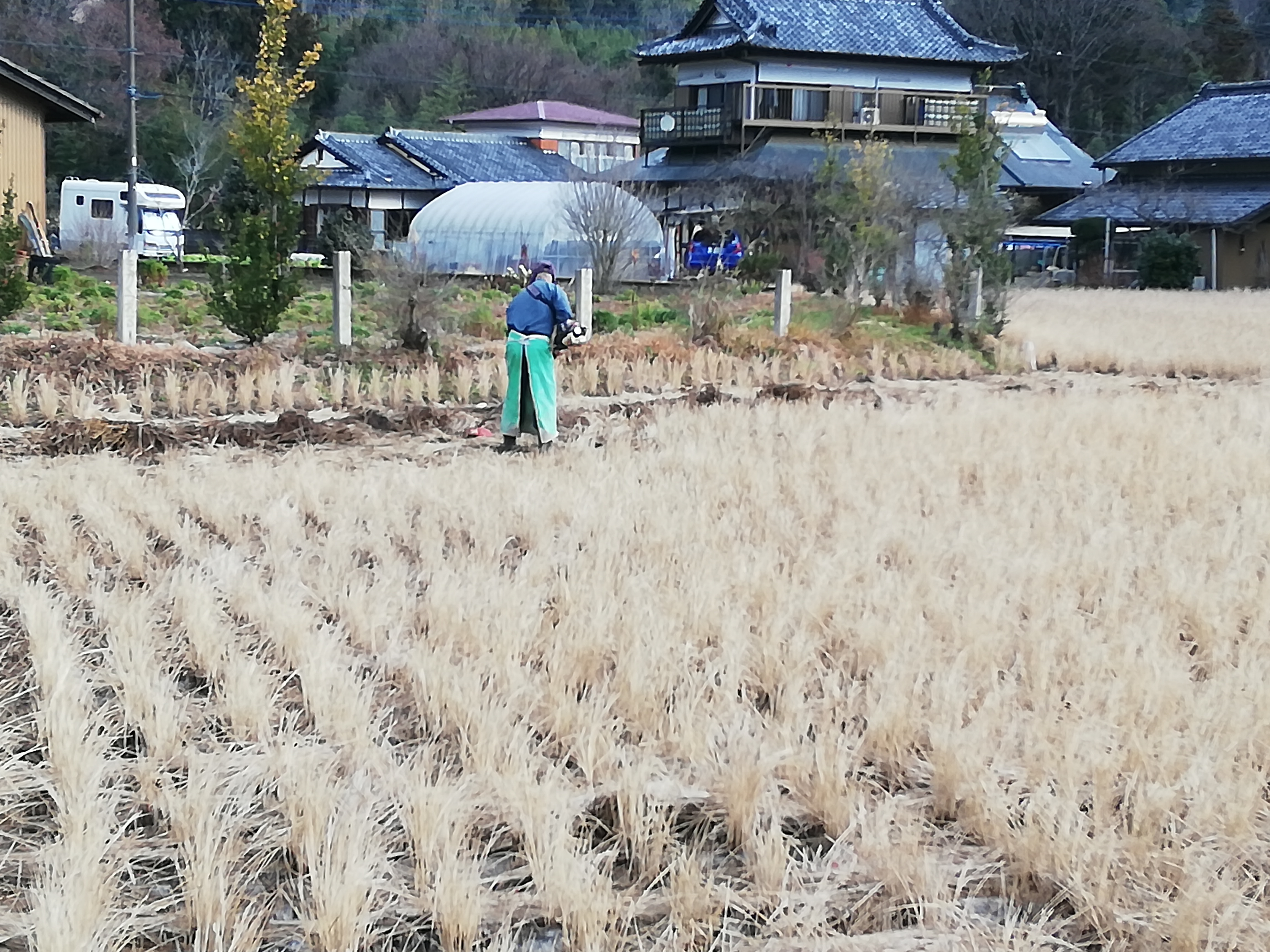 凍みこんにゃく作りの田んぼの準備