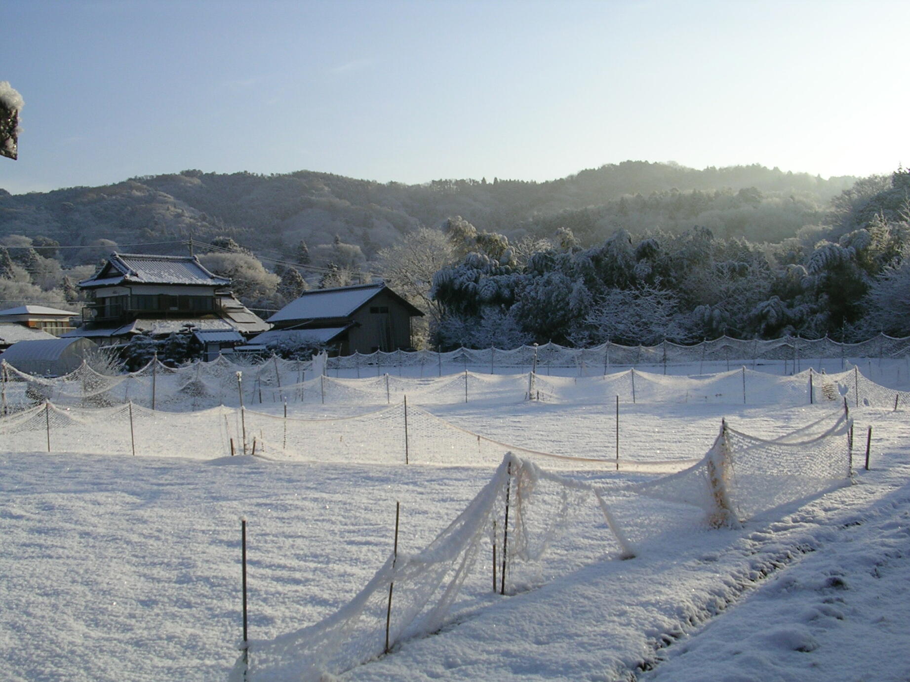 雪の中の凍みこんにゃく