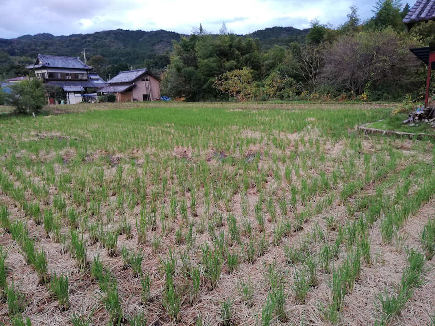 凍みこんにゃく製造を待つ秋の田んぼ