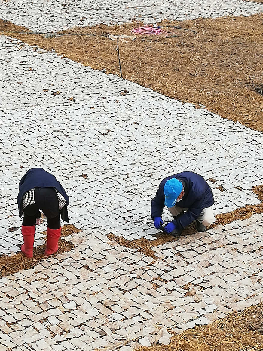 production of Shimi-konnyaku