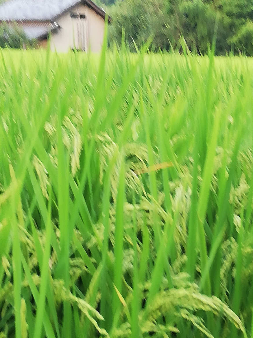 イネの成長