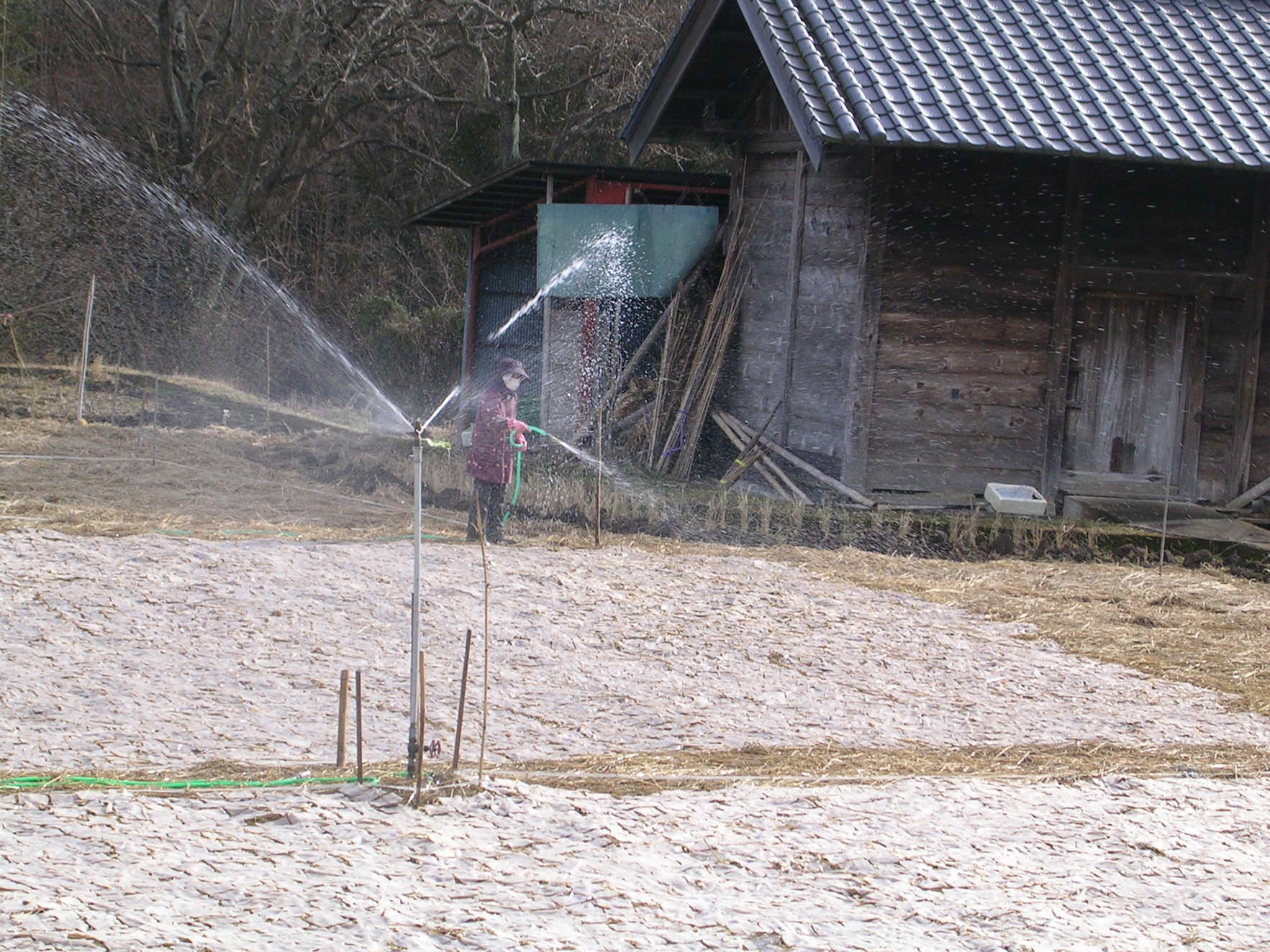 スプリンターで水をかける。