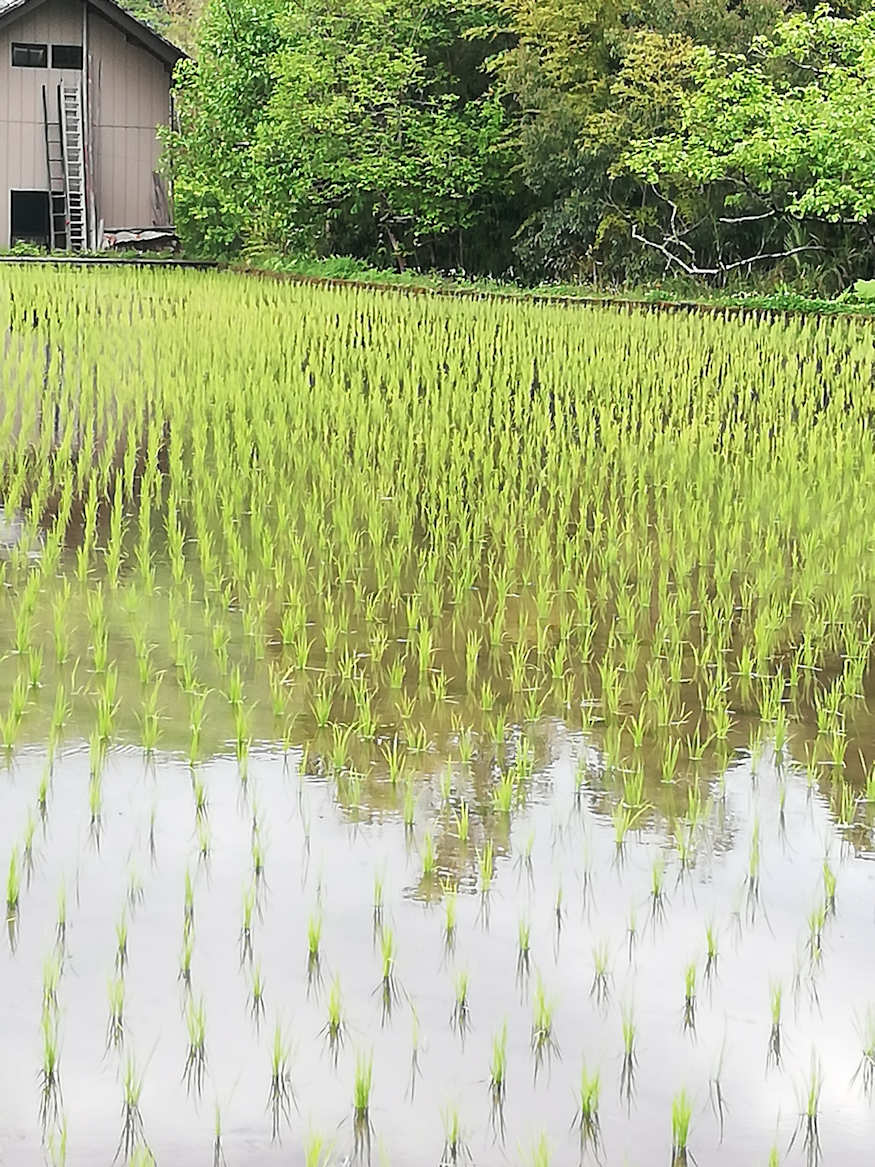 凍みこんにゃく田んぼ