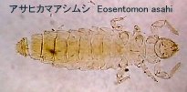 アサヒカマアシムシ E. asahi 全形