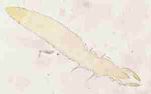 フジカマアシムシ全形図