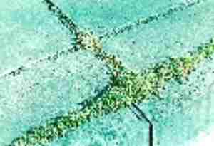 継ぎ目に生えたコケなど