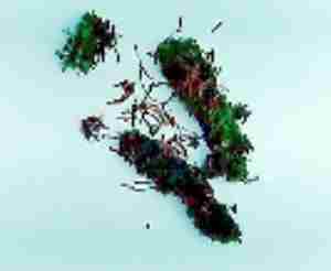 取り出したコケなど