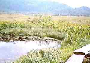 湿原内の低木林