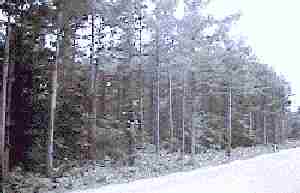 �`�n�_�̃J���}�c�l�H��