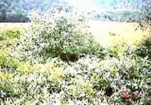 湿原内の低木林