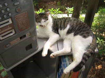 telcat