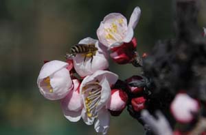 梅に蜂
