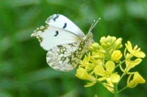 ツマキチョウ♀