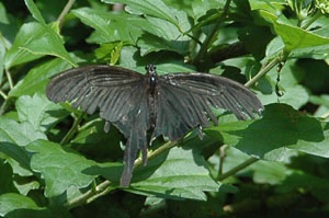 NAQn