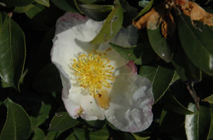 サザンカの蜜