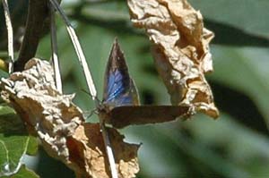 枯れたカラスウリのツルにムラサキシジミ