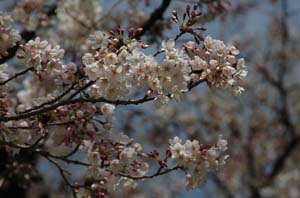 森の中の桜