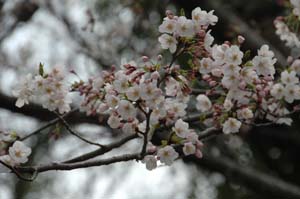 市民農園の前の桜