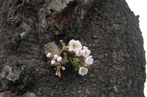市民農園の前の桜