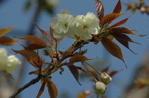 クリーム色の桜