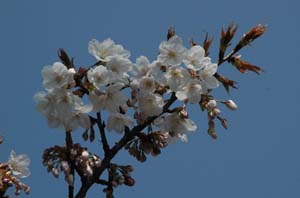 桜