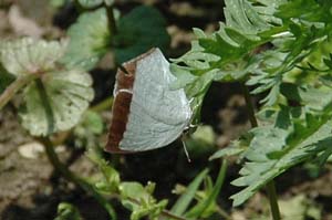 ウラギンシジミの♀