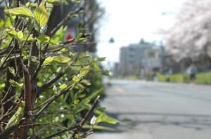 ゴマダラチョウの幼虫