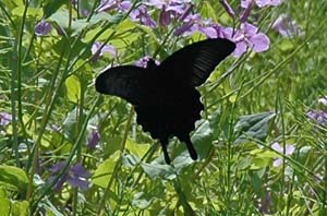カラスアゲハ