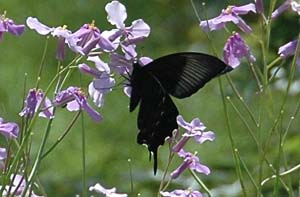 カラスアゲハ