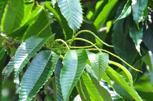 Ỉ